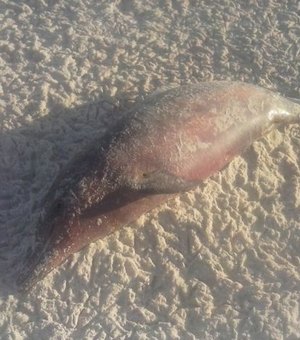 Golfinho e quatro tartarugas foram encontradas mortas no litoral alagoano neste fim de semana