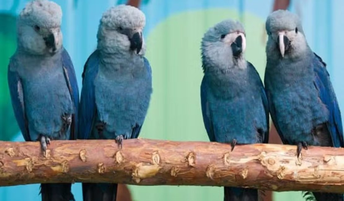 Risco de extinção: últimas ararinhas-azuis livres na natureza estão com vírus letal