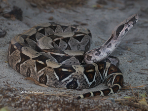 IMA alerta: como agir em caso de picadas de serpentes e o que fazer ao encontrar esses animais