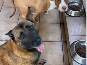 Cães só se alimentam após ouvirem o 'Amém' do tutor e vídeo viraliza nas redes