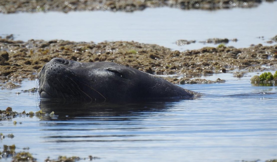 'Procura-se': após aparição em praia de Maceió, Biota tenta avistar elefante-marinho no Litoral