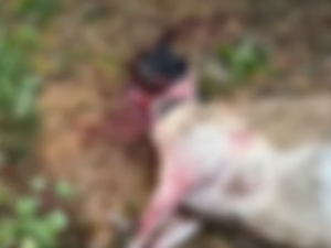 Nove ovelhas morrem após ataque de cães em Palmeira dos Índios