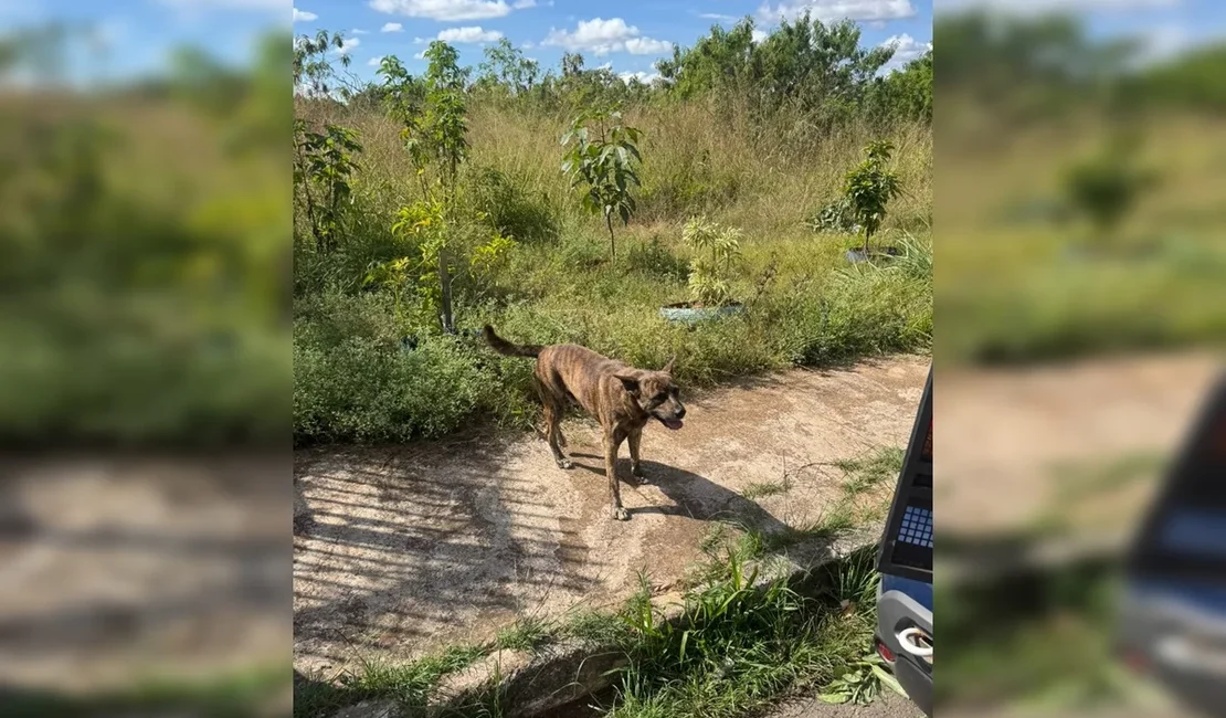 Homem de 68 anos é preso em flagrante por estuprar cachorro no DF