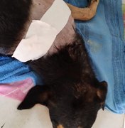 Cachorro atropelado em Porto Calvo amputa pata