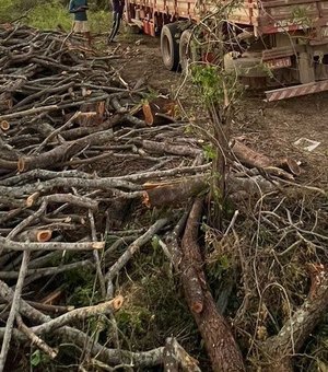 Polícia Militar flagra desmatamento ilegal em reserva indígena em Delmiro Gouveia