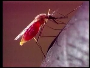 Exames de laboratórios privados indicam aumento de casos de dengue