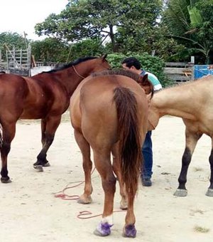 Acusado de furto de cavalos em Porto Calvo é detido