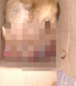 Homem é preso após matar cachorro a machadada, em Penedo