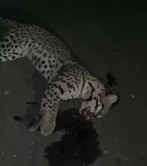 Jaguatirica é atropelada na BR-316 em Santana do Ipanema