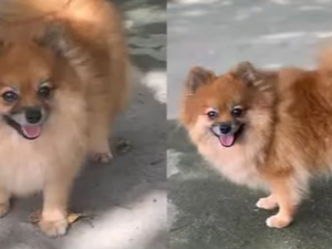 Polícia pede ajuda da população para recuperar filhotes de cachorro roubados