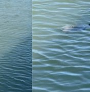Animal aquático é visto nadando nas águas do Riacho Salgadinho