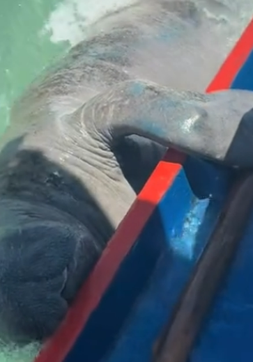 Peixe-boi curioso faz “visita” a turista em passeio pelas piscinas naturais de Milagres