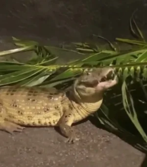 [Vídeo] Jacaré é flagrado em calçada no Benedito Bentes, após fortes chuvas