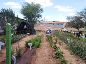 Mudas de plantas medicinais são distribuídas por estudantes da Uneal