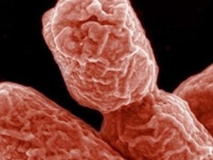 Bactérias intestinais têm ao menos 15 milhões de anos, aponta estudo