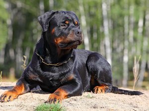 Bebê de 1 ano é morto em ataque de cão rottweiler no RS