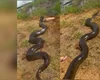 Conheça a sucuri gigante que viralizou ao engolir cachorro em fazenda