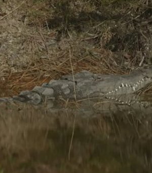 Crocodilos radioativos? Usina nos EUA vira moradia de répteis raros