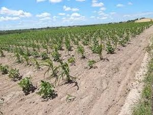 Seca será mais rigorosa em Alagoas em 2016