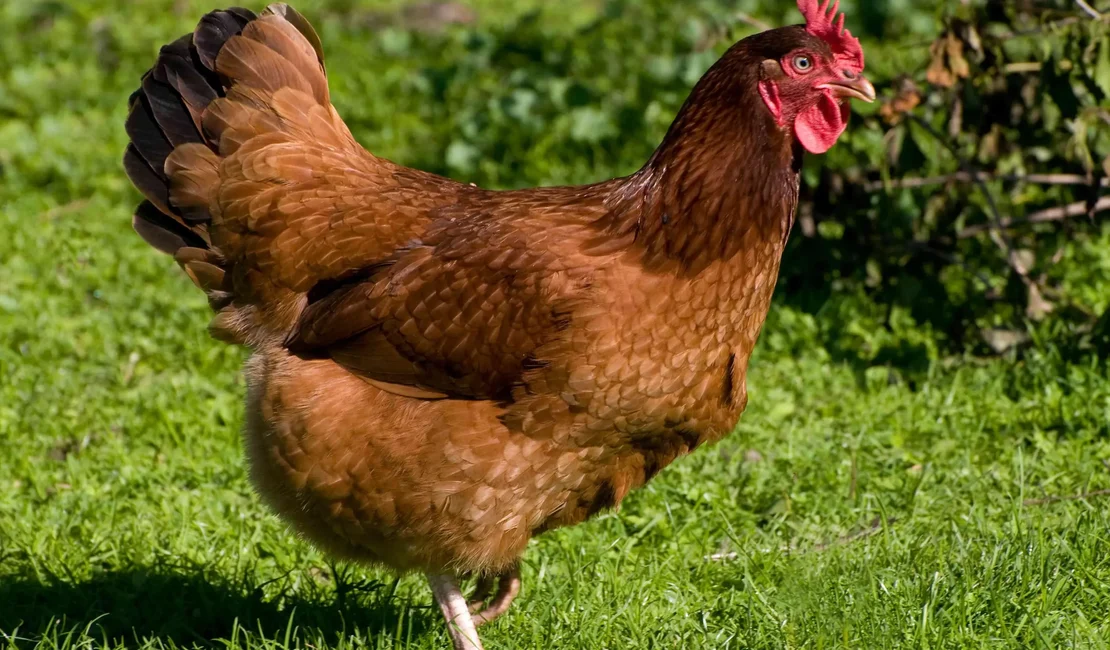 Ceará confirma primeiro foco de gripe aviária em aves domésticas no interior do estado