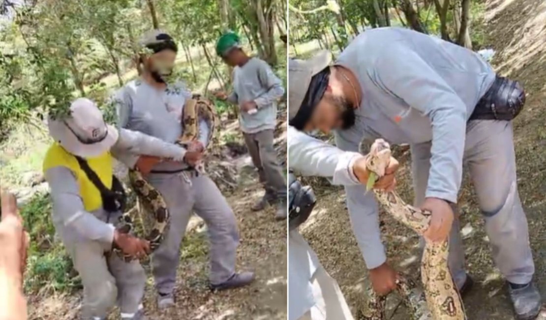 Jiboia de cerca de 2 metros é capturada por moradores em Arapiraca