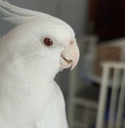 Família procura calopsita desaparecida no bairro Santa Edwiges, em Arapiraca