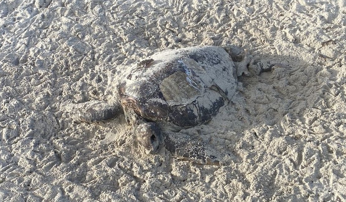 Tartaruga é encontrada encalhada em praia de Paripueira