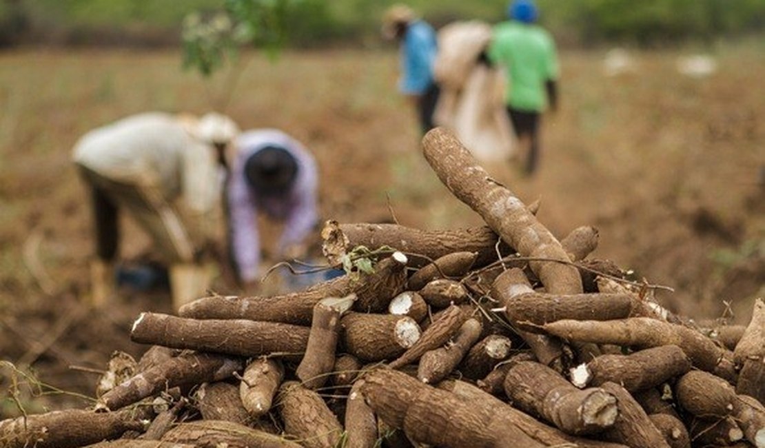 Arapiraca e Batalha recebem debate sobre a cadeia produtiva da mandioca