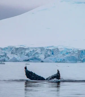 Fotógrafo captura salto de baleia-jubarte alinhado ao Pão de Açúcar. Veja