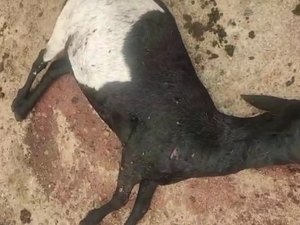 [Vídeo] Moradores fazem vigílias após novos ataques a rebanhos em Craíbas e Igaci