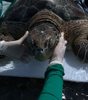 Tartaruga-verde é encontrada presa em curral de pesca na Praia de Ipioca