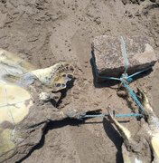 Tartarugas marinhas são encontradas mortas e com sinais de maus tratos