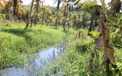 Riacho poluído passa próximo a imóveis em Japaratinga