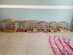 Aves Silvestres são apreendidas em aldeia na zona rural de Joaquim Gomes