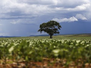 Soja responde por 16% das exportações brasileiras no semestre