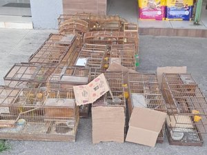 Polícia resgata aves silvestres e desarticula pontos de venda ilegal na Região Norte