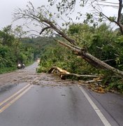Queda de árvore interdita rodovia BR-316 no município de Satuba