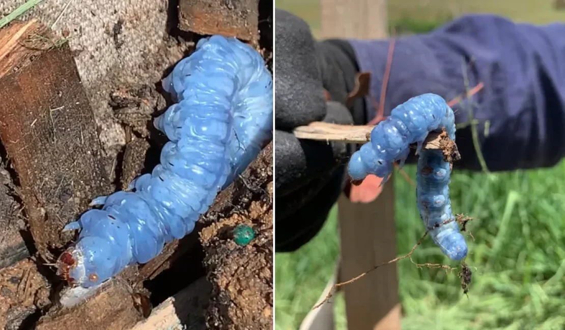 'Alice no País das Maravilhas'? Australiano acha misteriosa lagarta azul