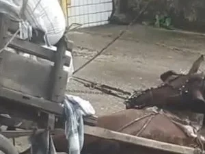 Cavalo morre eletrocutado após fios de alta tensão caírem no Mercado da Produção, em Maceió