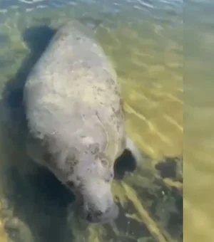 Peixe-boi “Tinga” é avistado novamente na Barra de São Miguel