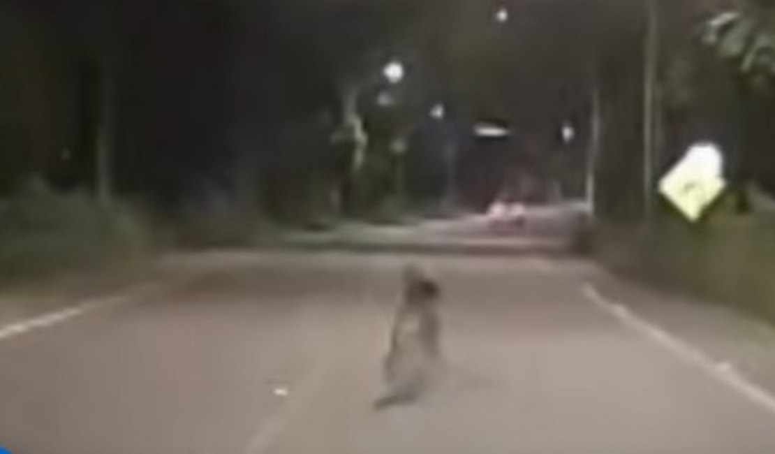 Delegado faz alerta após vídeo de homem deitado em rodovia de Maceió