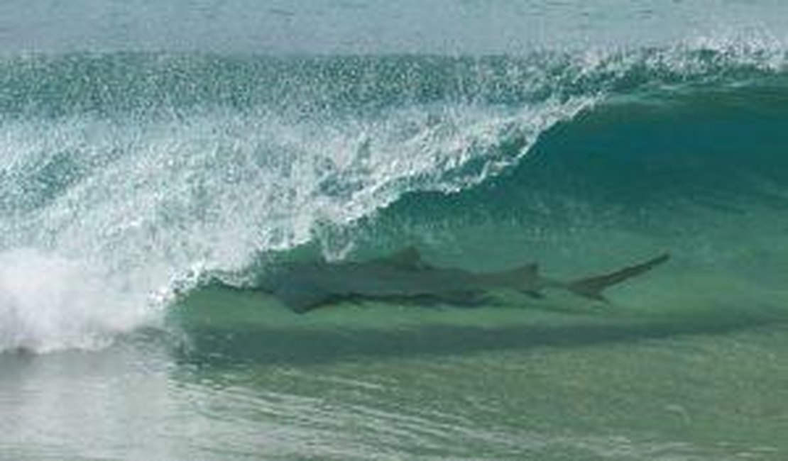Tubarão é flagrado em onda na praia de Fernando de Noronha