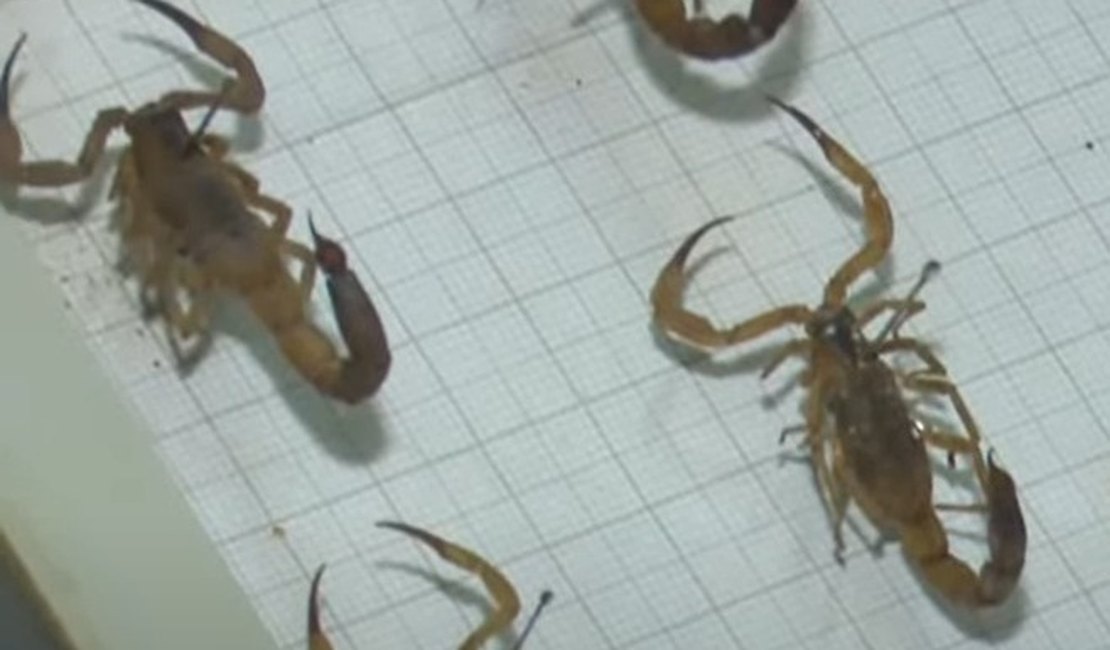 Ataques de escorpiões passam dos 1.200 no primeiro semestre do ano em Maceió