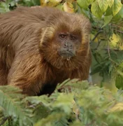 Delmiro Gouveia realizará Semana da Caatinga com foco na preservação do Macaco-Prego-Galego