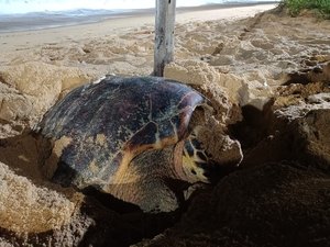 Tartaruga-de-pente é vista desovando na praia da Cruz das Almas