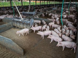 Brasil abate 13,04 milhões de cabeças de suínos no segundo trimestre