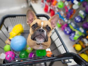 Petshop é alvo de assaltantes em Arapiraca