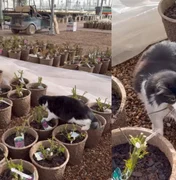 Gato “funcionário” vira herói após capturar rato em loja