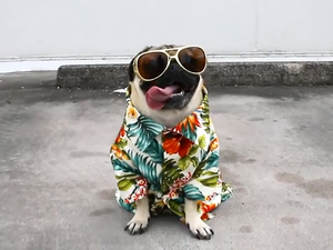 Despugcito é sucesso na internet, veja o vídeo 