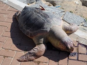 Tartaruga cabeçuda encalha na Praia de Ponta Verde